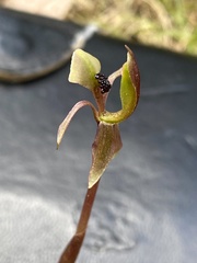 Chiloglottis trapeziformis