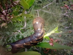 Xylophanes falco
