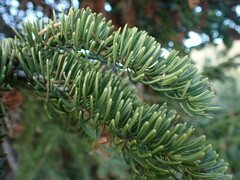 Abies lasiocarpa
