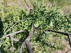 Ibervillea tenuisecta