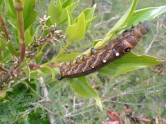 Xylophanes falco