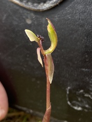 Chiloglottis trapeziformis