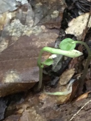 Triphora trianthophoros trianthophoros