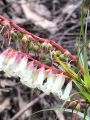 Dracophyllum secundum