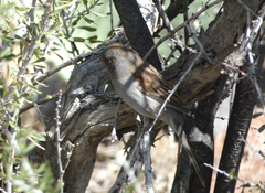 Spizella atrogularis