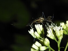 Toxorhynchites rutilus