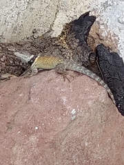 Sceloporus mucronatus