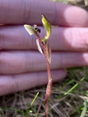 Chiloglottis trapeziformis