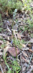 Caesia calliantha