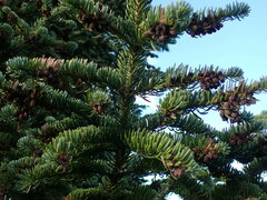 Abies lasiocarpa