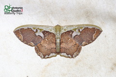 Zythos turbata
