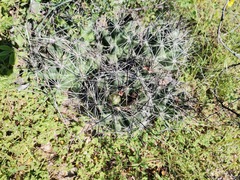 Coryphantha macromeris