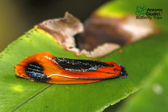 Coryptilum klugii