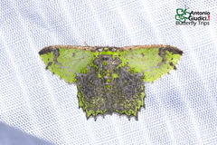 Agathia cristifera