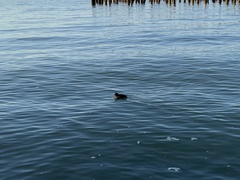 Cerorhinca monocerata