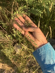 Coursetia glandulosa