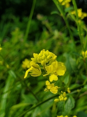 Rhamphospermum arvense