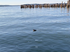 Cerorhinca monocerata