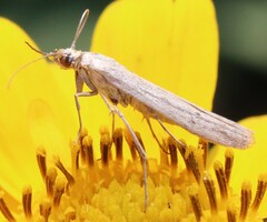Homoeosoma electella