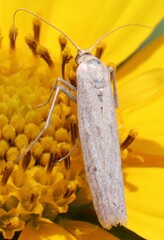 Homoeosoma electella