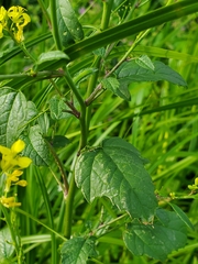 Rhamphospermum arvense