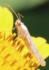 Homoeosoma electella