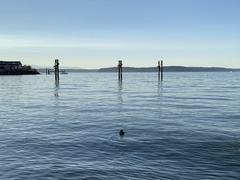 Cerorhinca monocerata