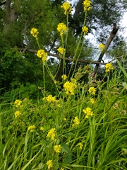 Rhamphospermum arvense