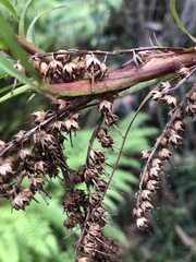Dracophyllum secundum