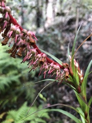 Dracophyllum secundum