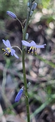 Caesia calliantha