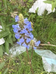 Salvia uliginosa