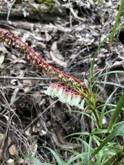 Dracophyllum secundum