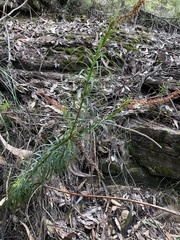 Dracophyllum secundum