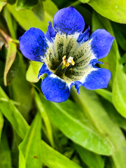 Gentiana calycosa
