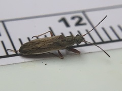 Paromius longulus