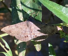 Anticarsia gemmatalis