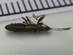 Paromius longulus
