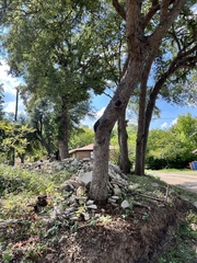 Quercus sinuata