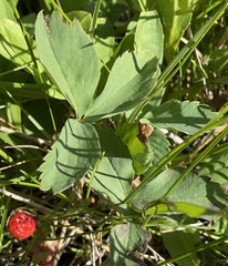 Fragaria virginiana