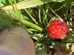 Fragaria virginiana
