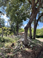 Quercus sinuata