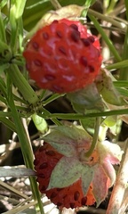 Fragaria virginiana