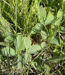 Fragaria virginiana
