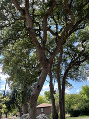 Quercus sinuata