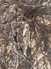 Phrynosoma platyrhinos