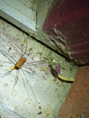 Leiobunum ventricosum