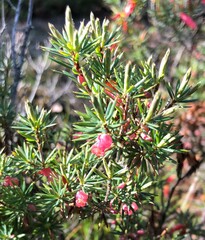 Brachyloma ericoides