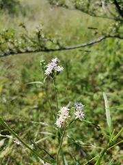 Florestina tripteris