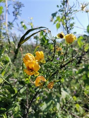 Senna wislizeni